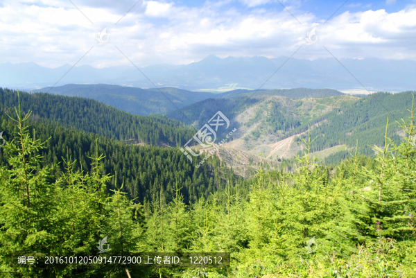 山