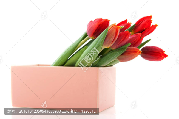 現(xiàn)代花瓶中的紅色郁金香