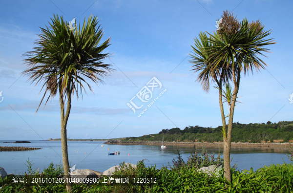 兩棵棕櫚樹；porthcressa圣瑪麗的康沃爾英國錫利群島