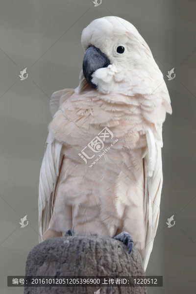 鮭色鳳頭鸚鵡