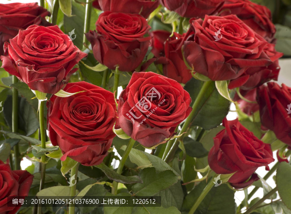 紅玫瑰-匯圖網(wǎng) www.fosd68.com 紅玫瑰