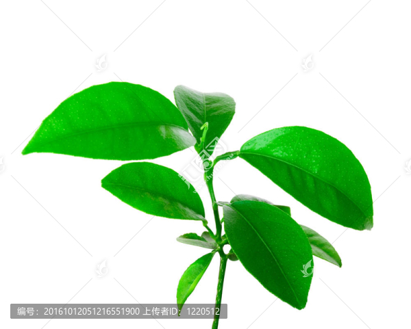 柑桔小植株