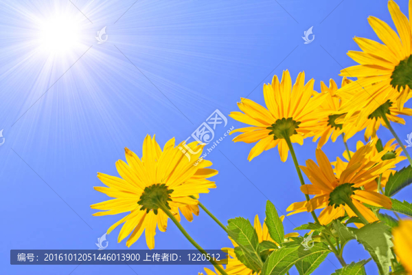 Flowers和孫