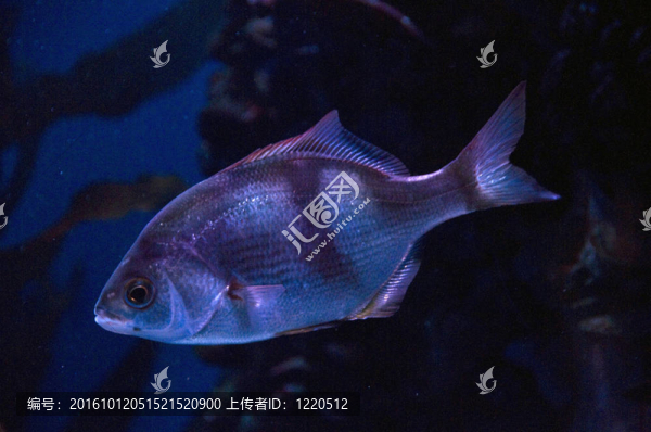 藍(lán)綠色的光鰓魚屬
