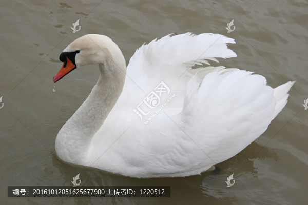天鵝湖