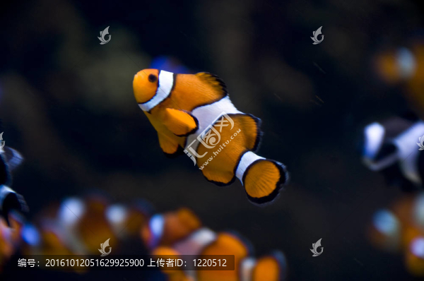 小丑魚