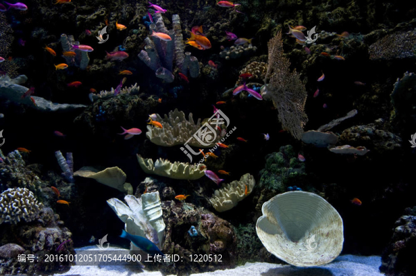 水族館