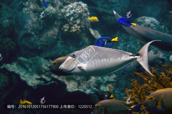 唐魚