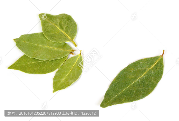 月桂樹葉