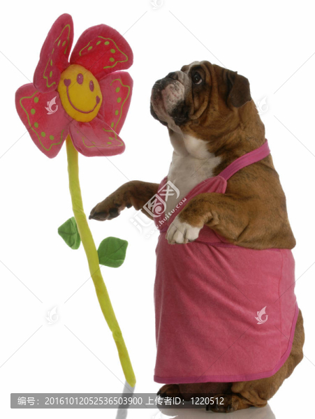 英國(guó)斗牛犬女停下來(lái)聞聞花香