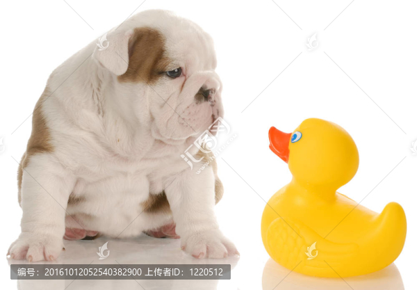 狗洗澡的時(shí)候英國(guó)斗牛犬坐在黃色橡皮鴨4周齡