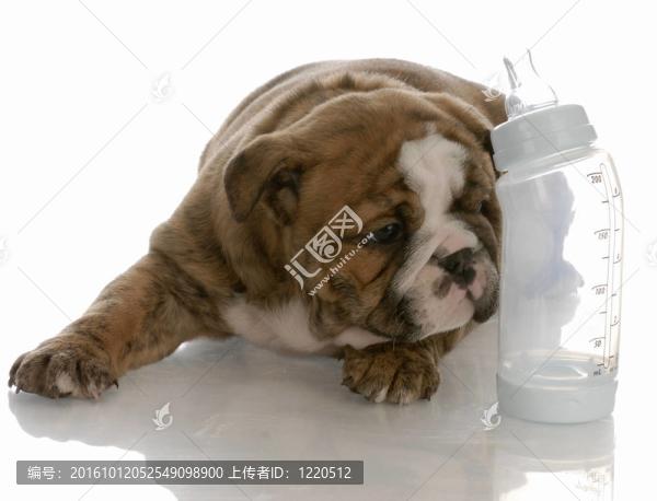 奶瓶喂養(yǎng)小狗的英國斗牛犬躺在嬰兒奶瓶