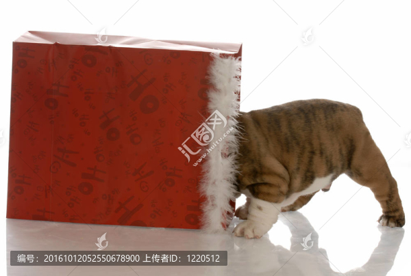 背著圣誕袋的小狗