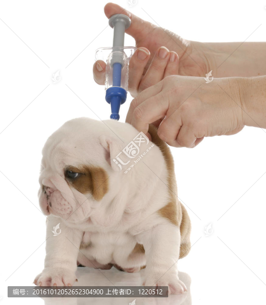 獸醫(yī)護(hù)理玩具針英國斗牛犬