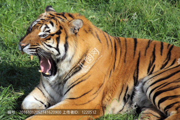 老虎