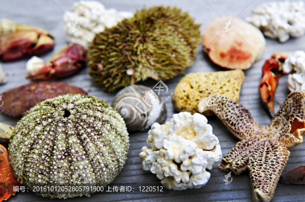 海珍品