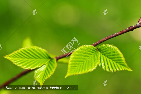 綠色的春天的樹葉