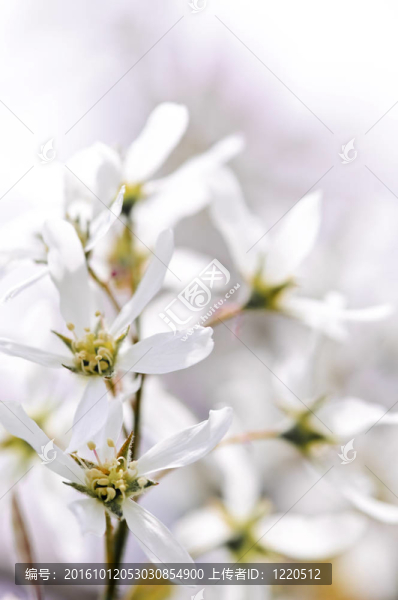 溫柔的白色春天的花朵