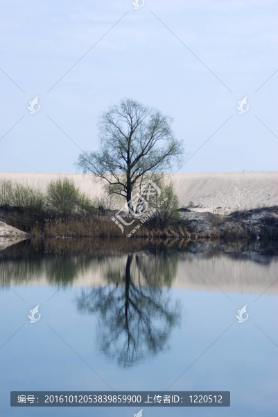 樹