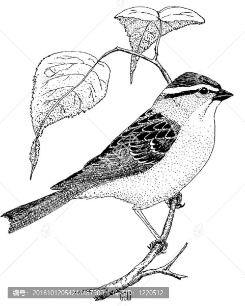 削Sparrow
