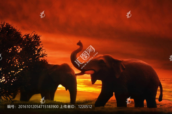 大象在日落