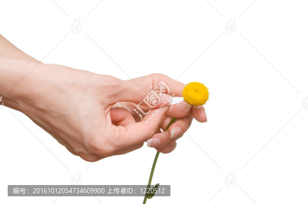 雛菊