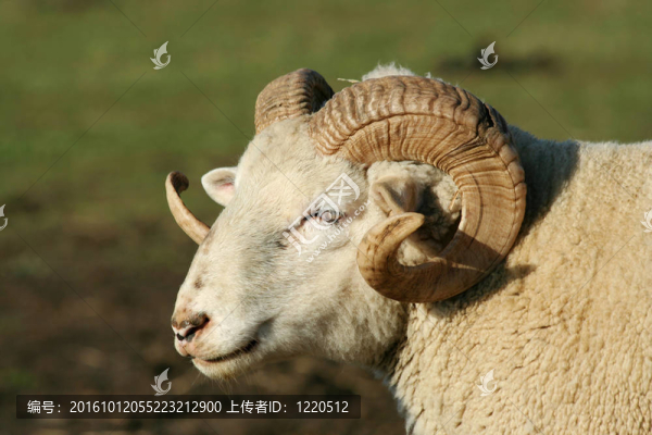 男羊羊