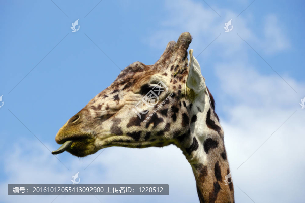 長頸鹿的頭