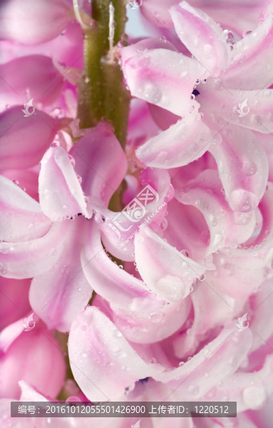 風(fēng)信子花