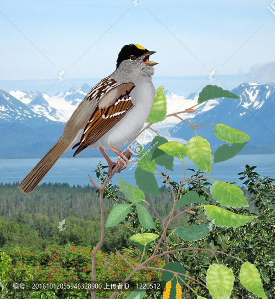 金色加冕Sparrow