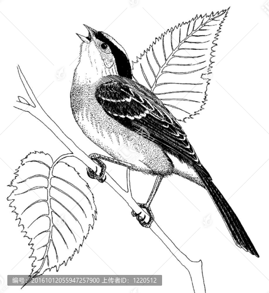 金色加冕Sparrow