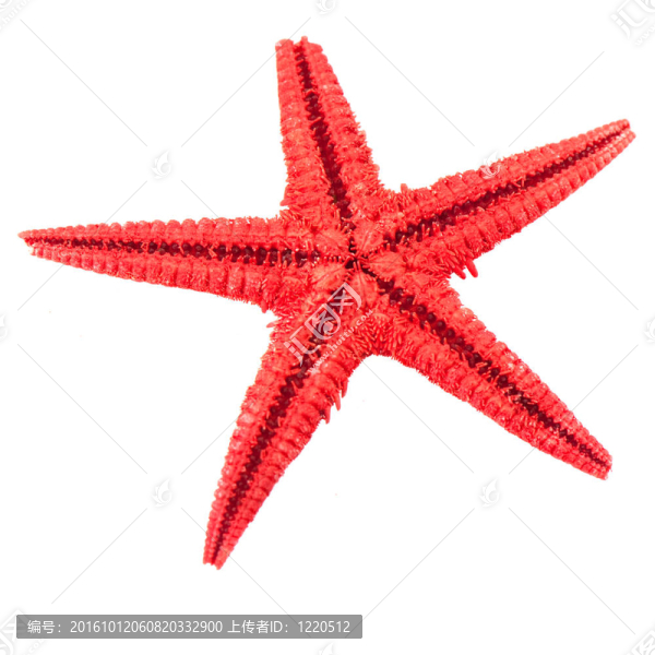 紅海星