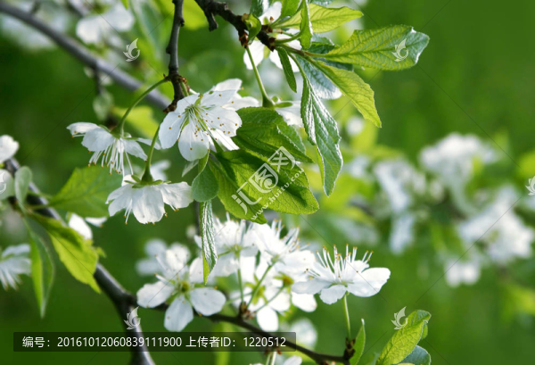 一棵開(kāi)花的樹(shù)的樹(shù)枝
