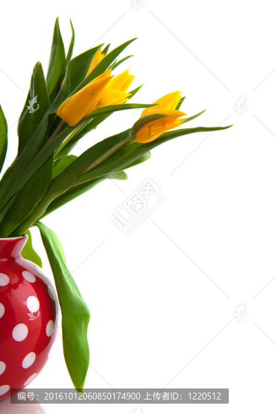 黃色郁金香花瓶