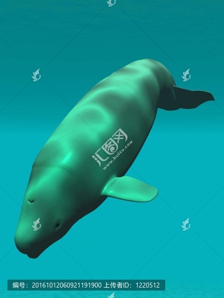 白鯨的白色的鯨魚