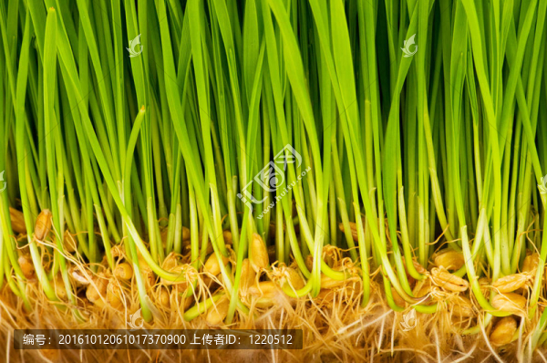 綠色玻璃與刀片和根關(guān)閉
