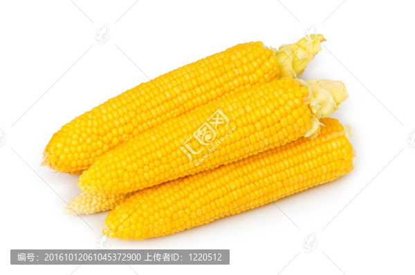 玉米棒子孤立在白色背景
