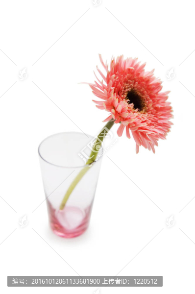 Gerber,daisy孤立在白色背景