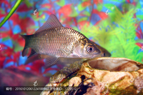 魚缸里的魚