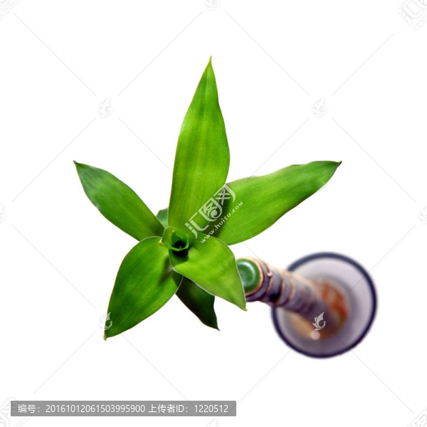 竹