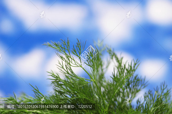 綠草對抗明亮的藍天