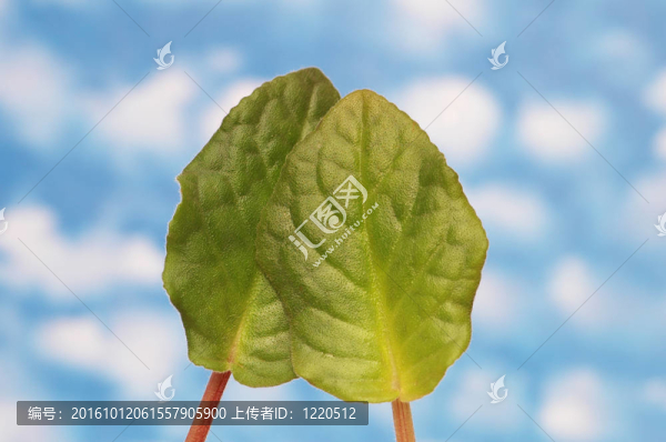 兩個(gè)綠色的葉子在白色的