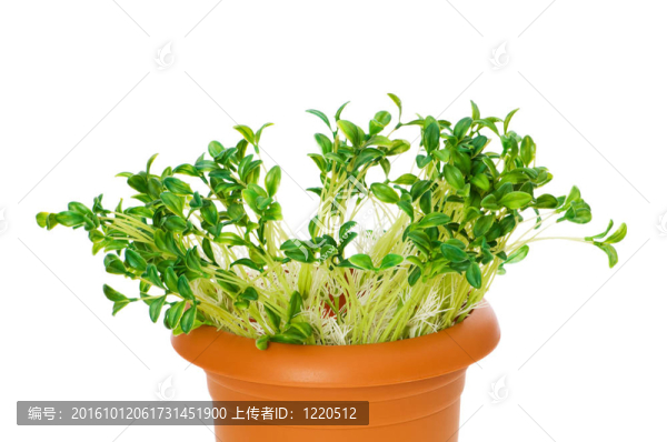 在粘土盆栽綠化苗木