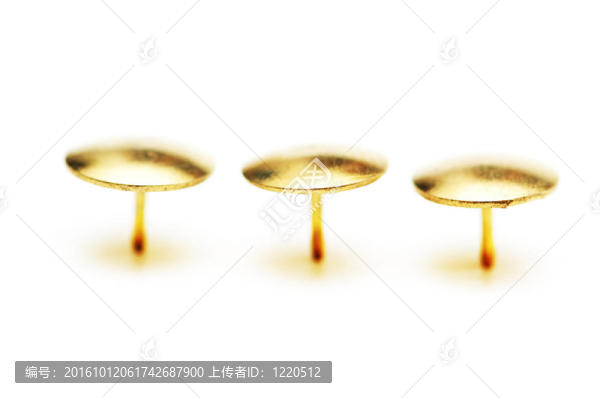 在白色淺自由度上孤立的金針