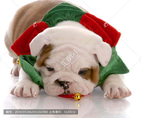 七周齡的英國(guó)斗牛犬小狗穿著圣誕圍巾