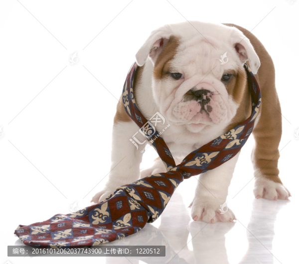 七周齡的雄性英國斗牛犬穿男人的領(lǐng)帶