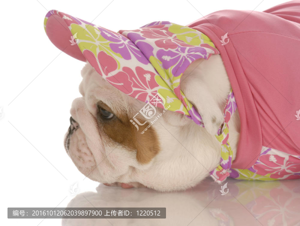 七周齡的英國斗牛犬小狗穿著粉色的帽子和毛衣