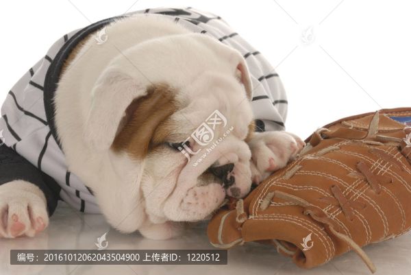 體育迷的英國(guó)斗牛犬咬穿jearsey棒球手套