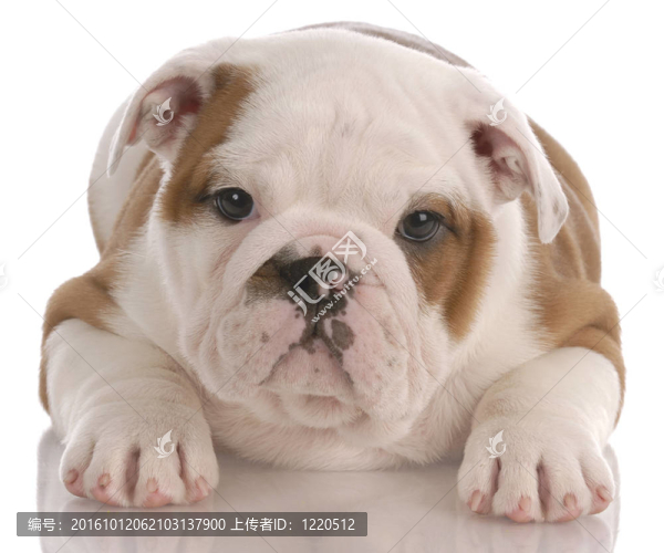 八周齡的英國斗牛犬的小狗躺在白色背景