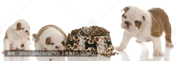 幼犬成長(zhǎng)階段的英國(guó)斗牛犬三；五周和七周